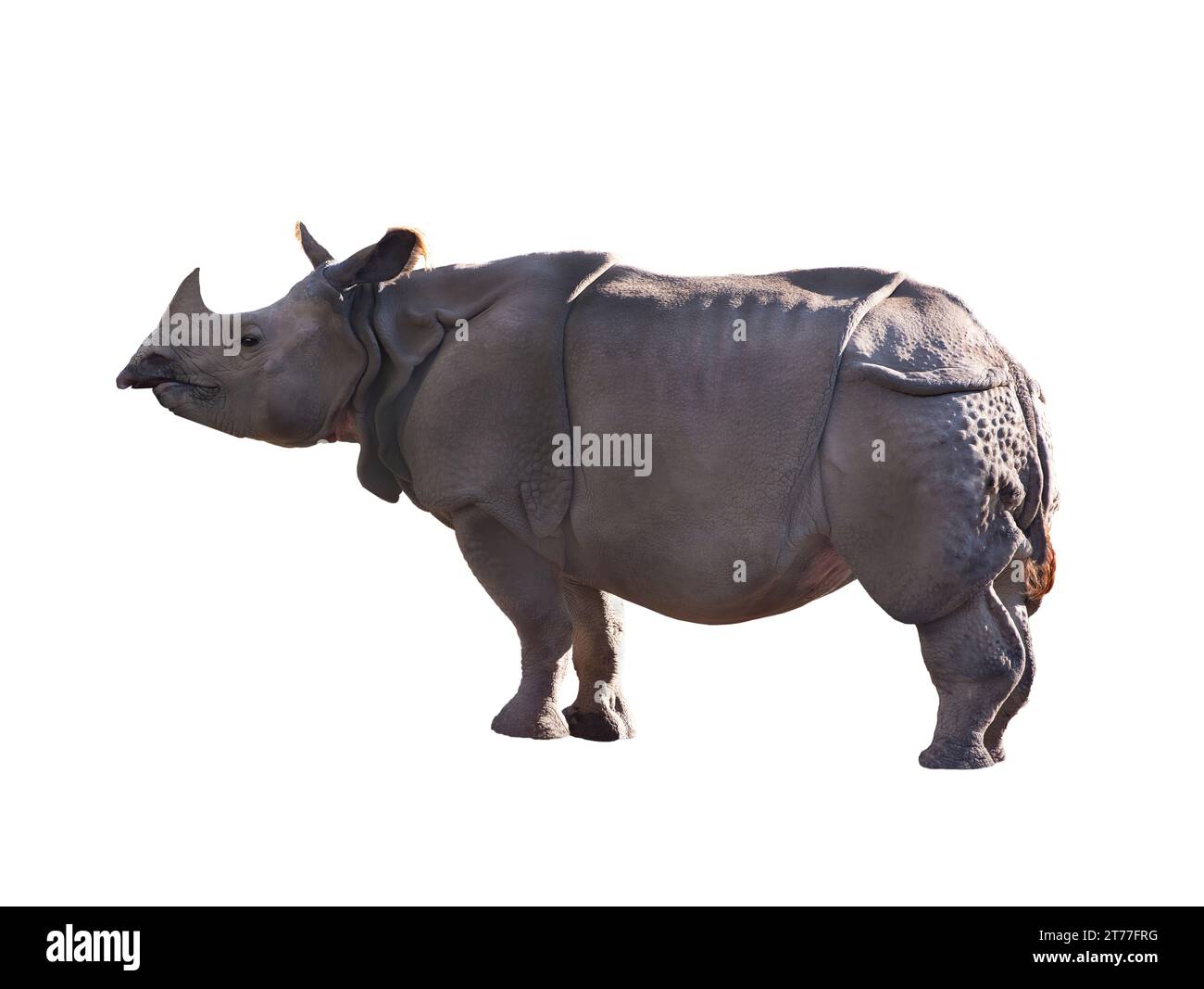 Rhinoceros isolé sur fond blanc Banque D'Images