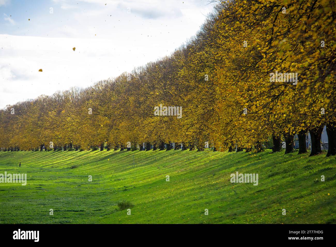 Arbres en automne sur les rives du Rhin dans le quartier Niehl, Cologne, Allemagne. Baeume im Herbst am Rheinufer in Koeln-Niehl, Koeln, Deutschl Banque D'Images