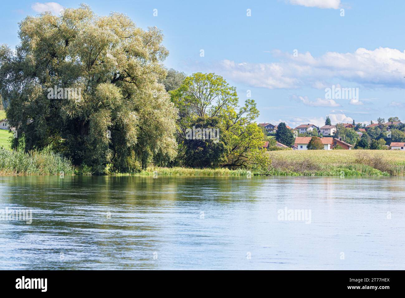 Saule blanc (Salix alba), arbre au bord d'une rivière, Allemagne, Bavière, Alzenau, Truchtlaching Banque D'Images