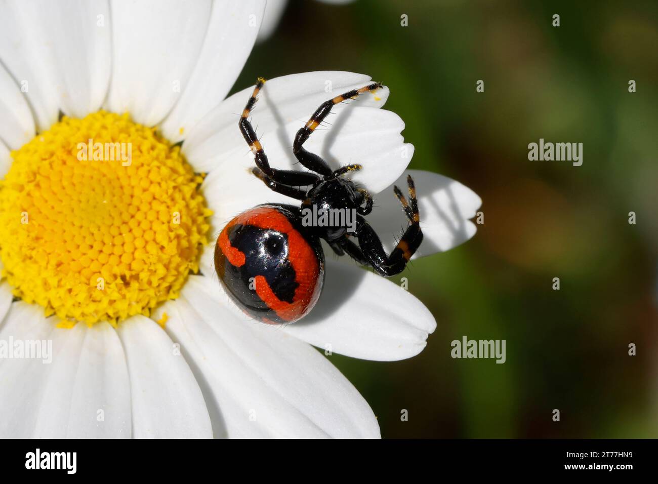 Araignée crabe (Synema globosum, Synaema globosum), se cachant pour une proie sur une fleur blanche, vue dorsale, Croatie Banque D'Images