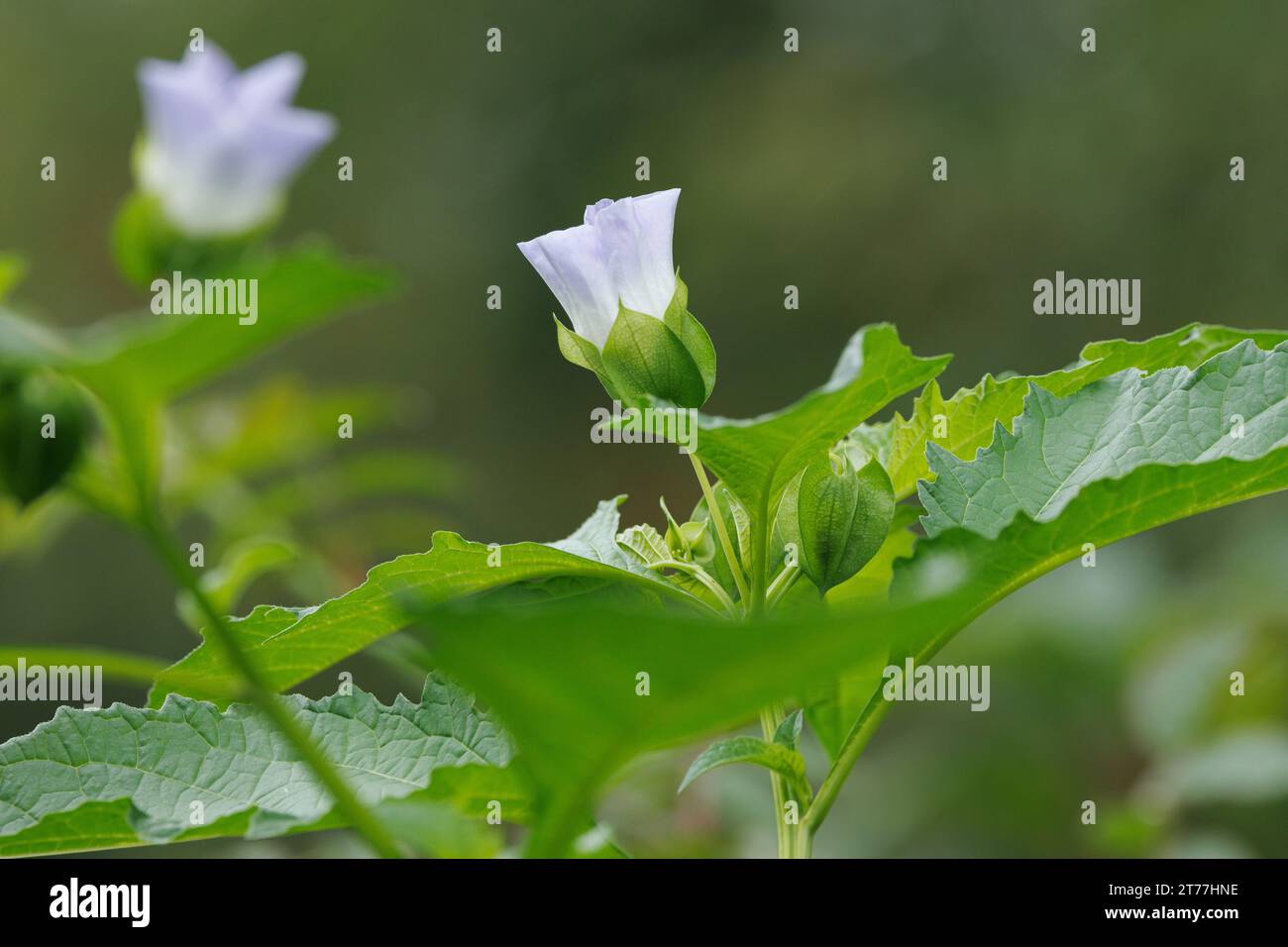 Plante de mouche-mouche, pomme-du-pérou (Nicandra physalodes), floraison, Allemagne Banque D'Images