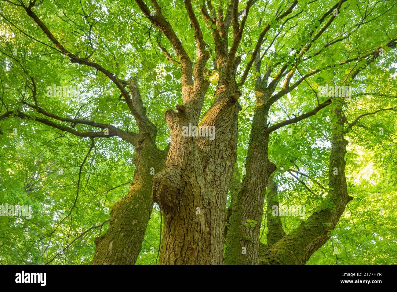 Bois de bassine, tilleul, tilleul (Tilia spec.), poed Tree in Riesewohld, Allemagne, Schleswig-Holstein Banque D'Images