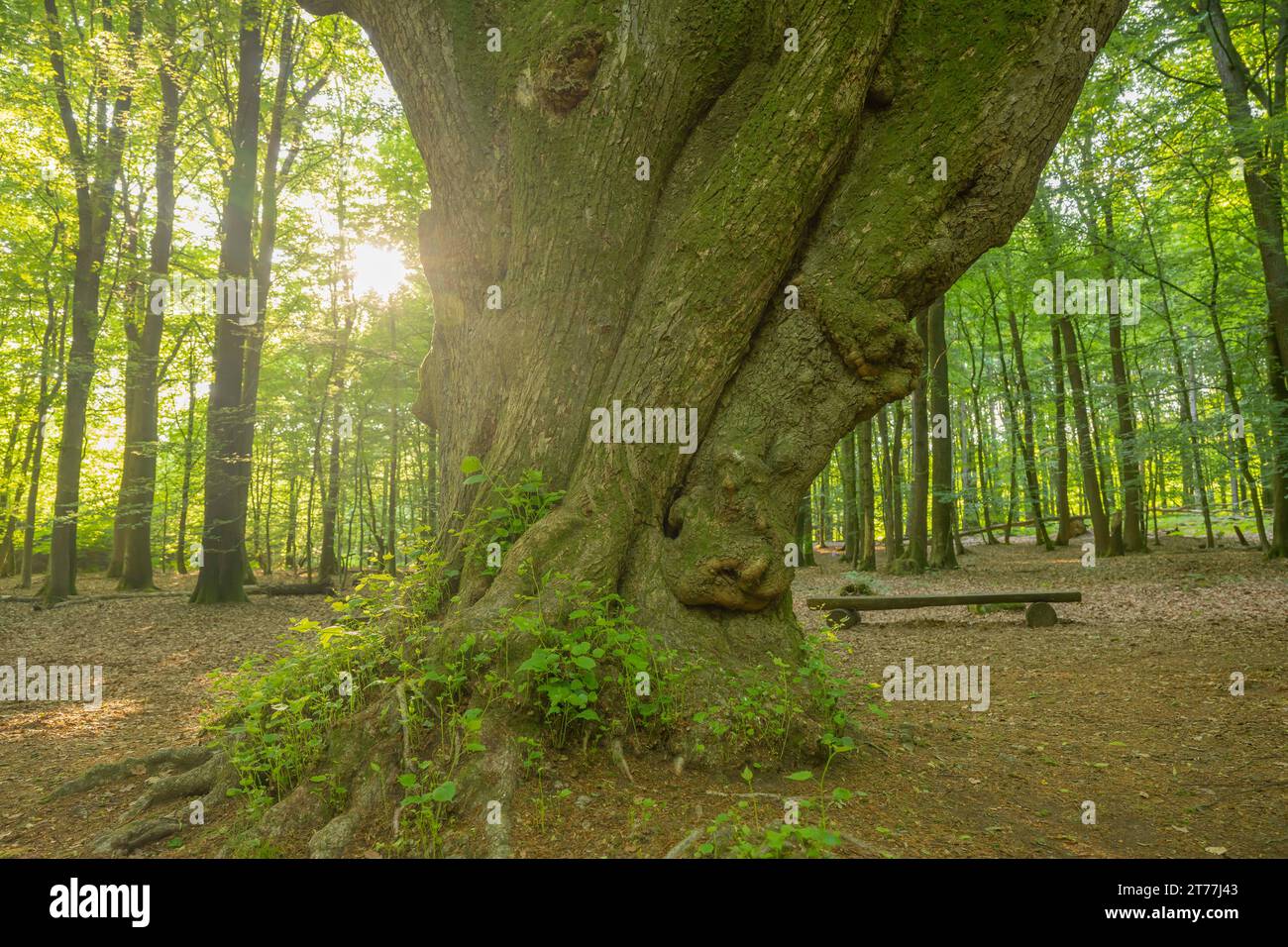Bois de bassine, tilleul, tilleul (Tilia spec.), poed Tree in Riesewohld, Allemagne, Schleswig-Holstein Banque D'Images