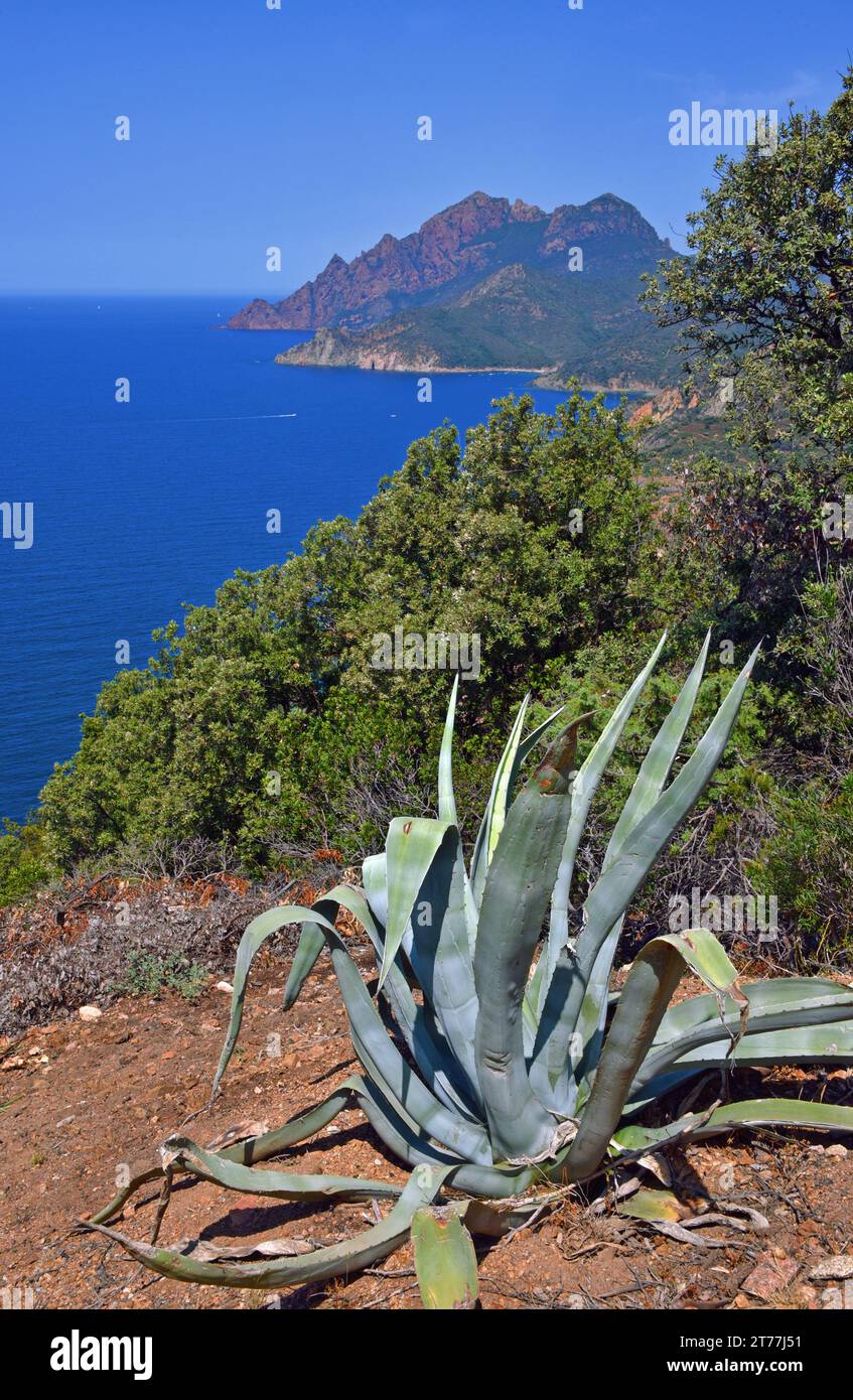 Agave, plante du siècle (Agave americana), réserve naturelle de Scandola, patrimoine mondial de l'unesco, France, Corse, Golfe de Porto Banque D'Images