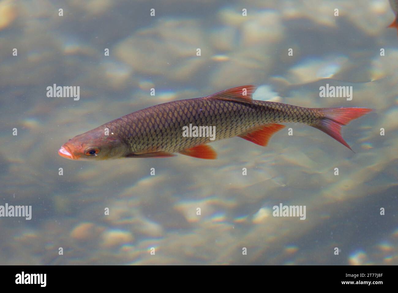 rudd (Scardinius erythrophthalmus), nageant près de la surface de l'eau sur un fond de gravier, Allemagne, Bavière Banque D'Images