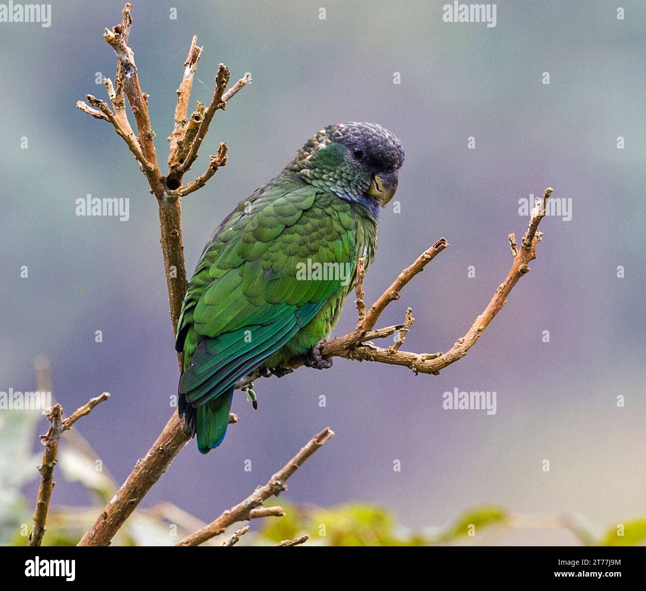 Perroquet à tête écailleuse (Pionus maximiliani), adulte perché dans un arbre dans le sud-est du Brésil, Brésil Banque D'Images