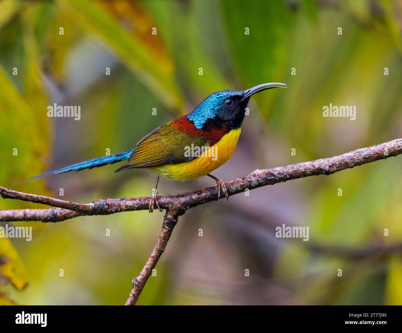 sunbird à queue verte, Népal sunbird à dos jaune (Aethopyga nipalensis), mâle perché sur une branche, Népal Banque D'Images