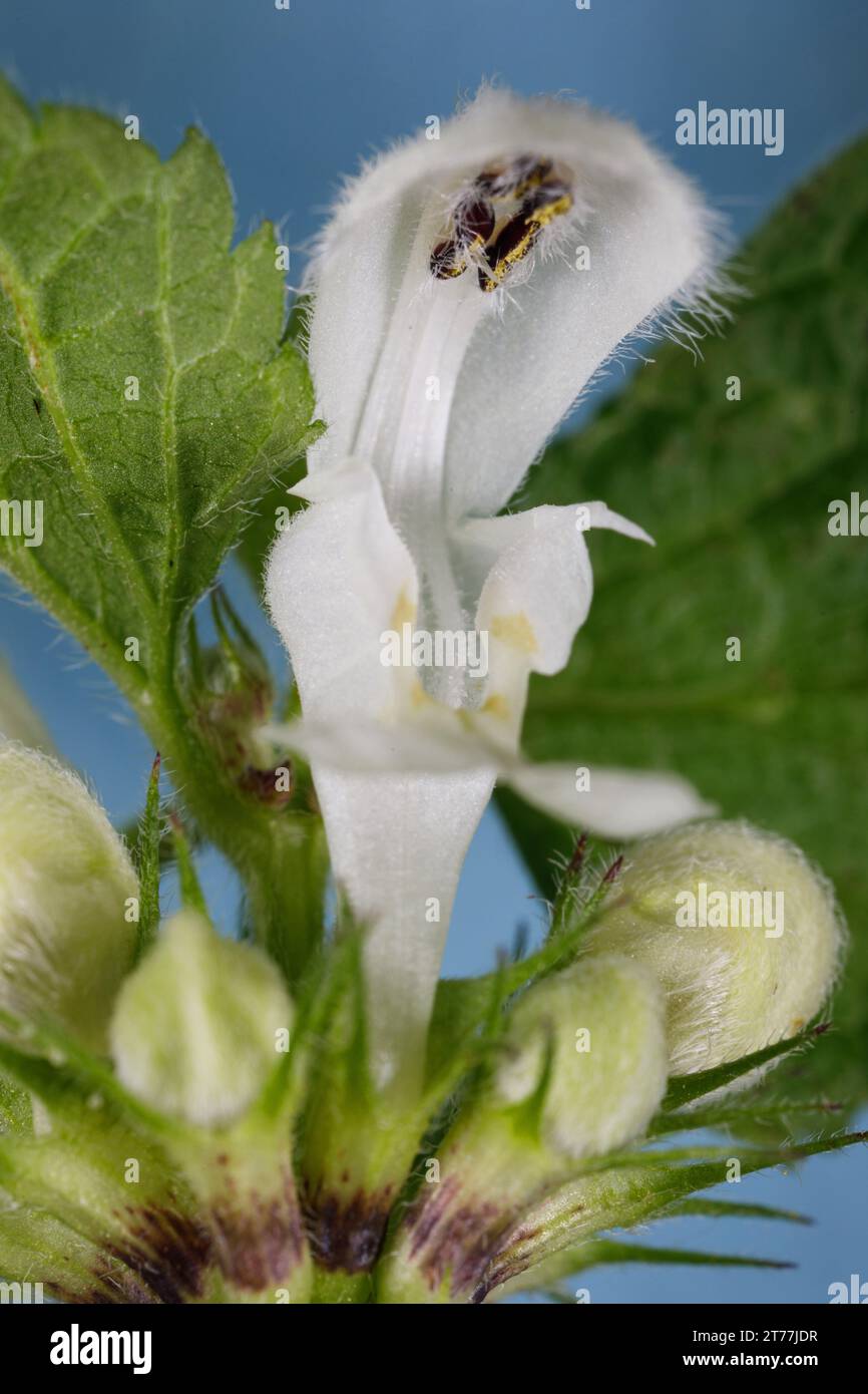 White dead-ortie, White deadortie (album Lamium), détails floraux, gros plan, Allemagne, Bavière Banque D'Images