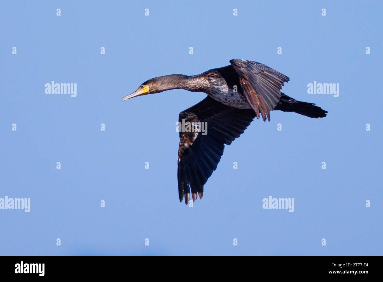 Grand cormoran (Phalacrocorax carbo), en vol, Allemagne, Bavière Banque D'Images