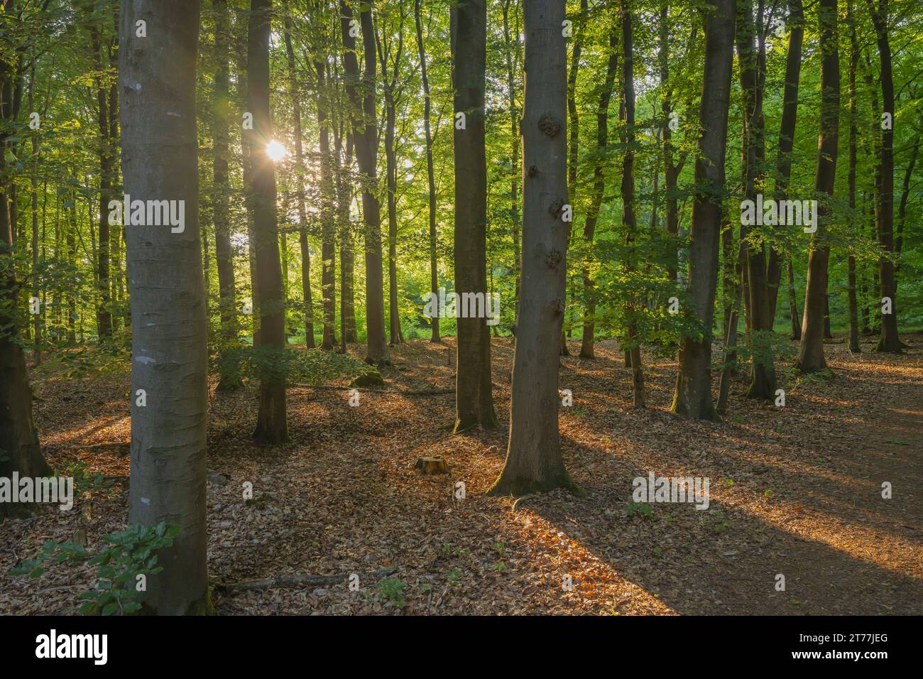 Hêtre commun (Fagus sylvatica), forêt à Riesewohld en été, Allemagne, Schleswig-Holstein Banque D'Images