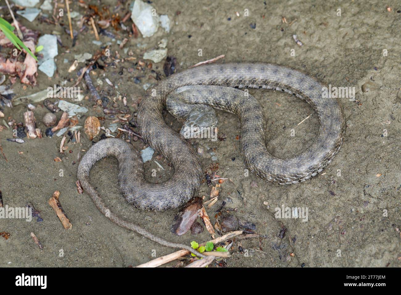 Dice Snake, serpent d'eau (Natrix tessellata), couché en posture défensive sur le sol, Croatie Banque D'Images