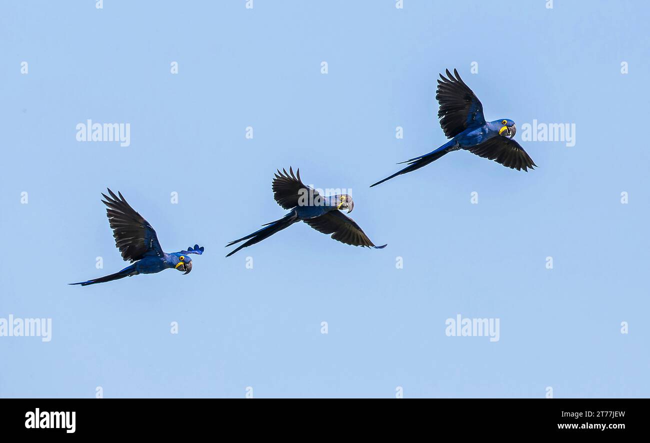 Macaw jacinthe, Macaw jacinthine (Anodorhynchus hyacinthinus), trois oiseaux en vol, Brésil, Pantanal Banque D'Images