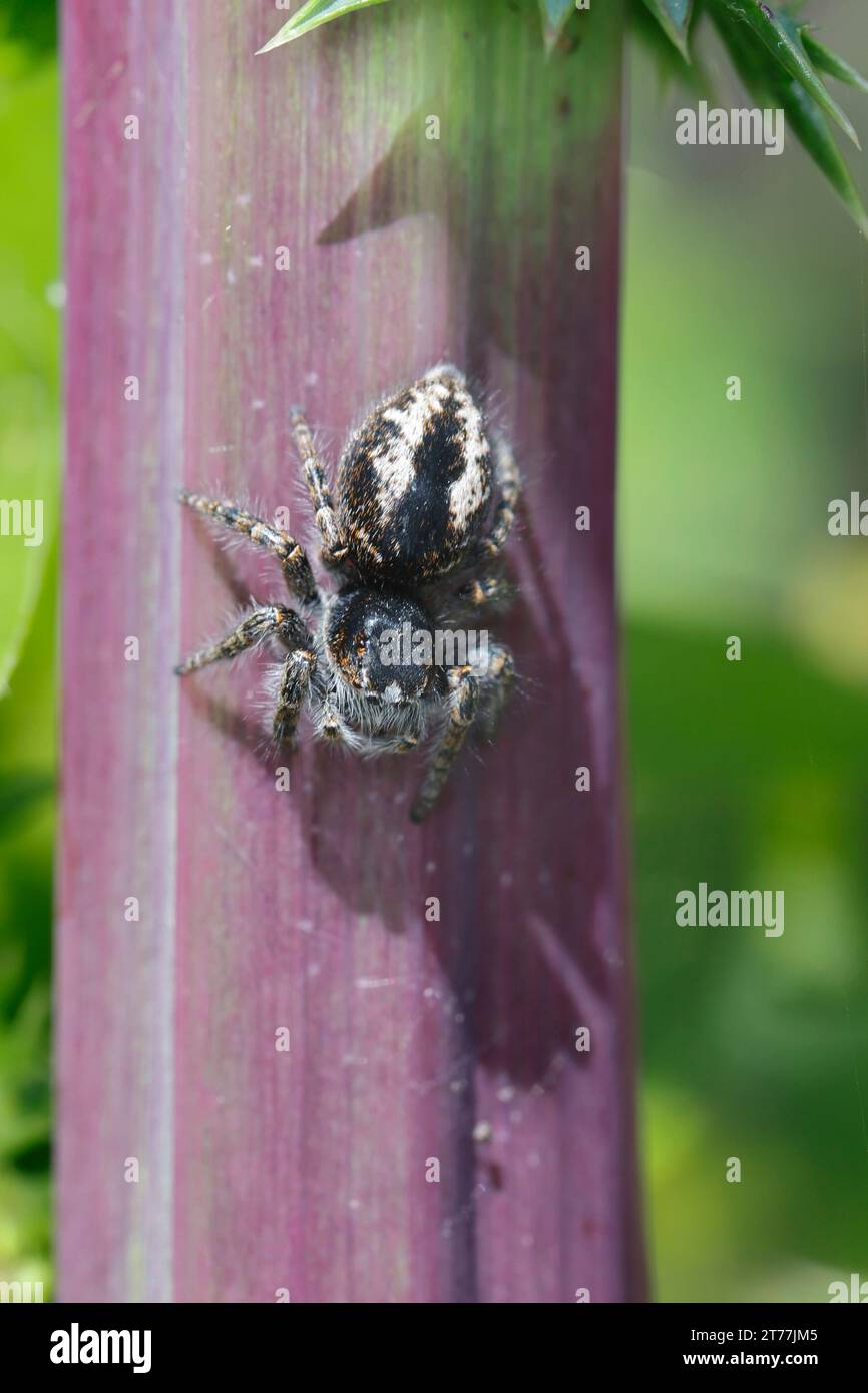 Araignée sauteuse (Philaeus chrysops), femelle assise tête longue à la tige d'une plante, vue dorsale, Croatie Banque D'Images