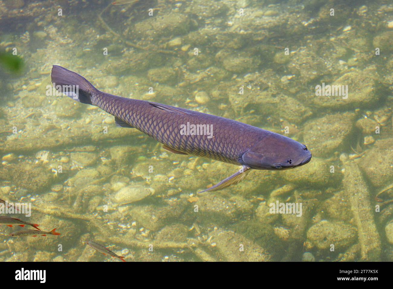 Carpe graminée (Ctenopharyngodon idella), nageant sur le fond de gravier à la décharge du lac, Allemagne, Bavière Banque D'Images