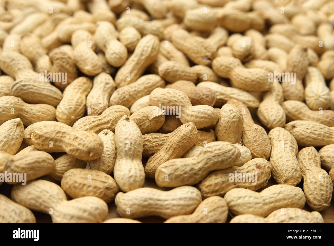 Arachide, arachide (Arachis hypogaea), cacahuètes avec coquille de noix Banque D'Images