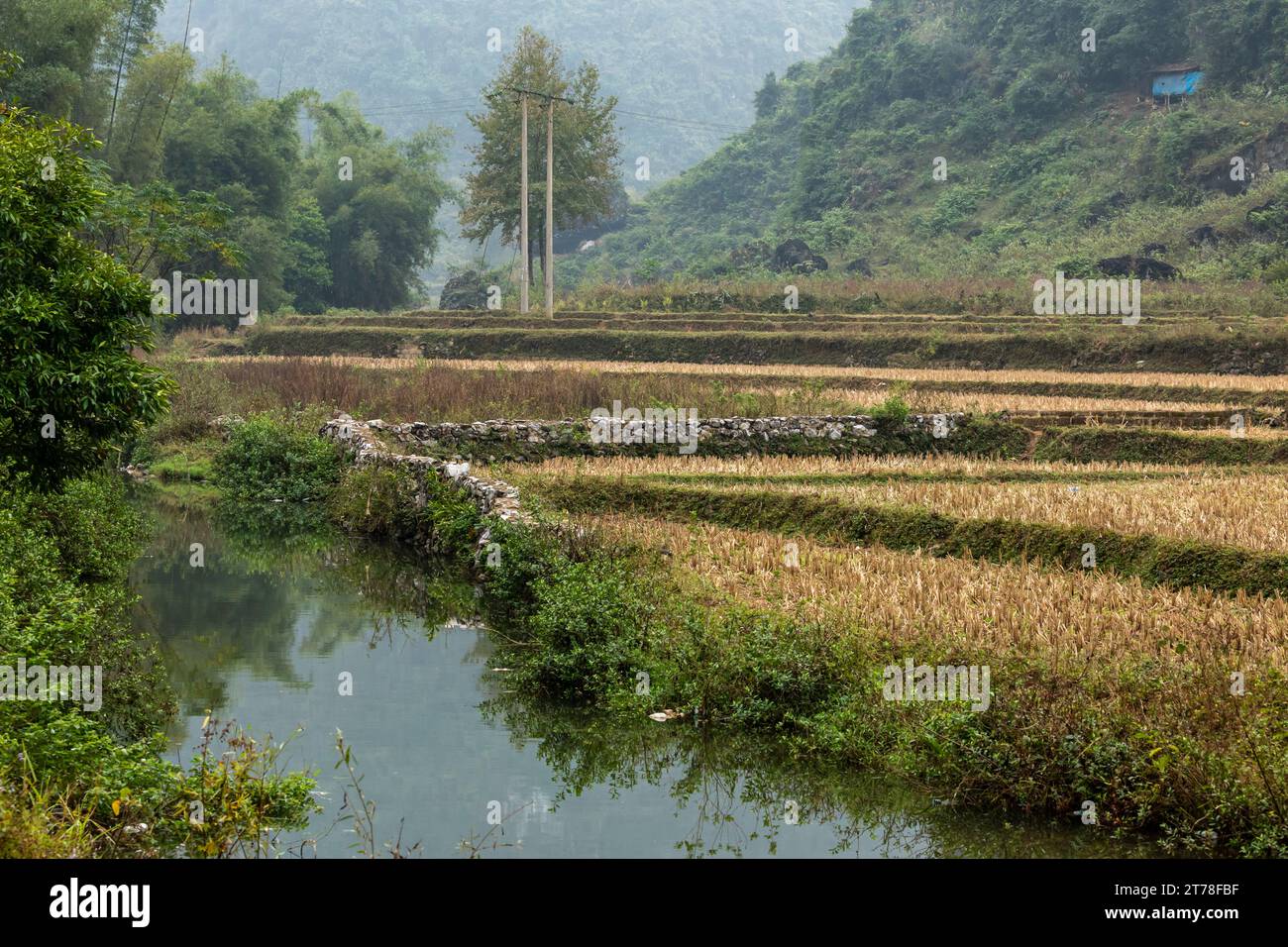 Rizières dans la vallée de Ban Gioc au Vietnam Banque D'Images