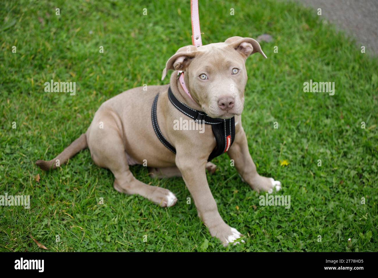 Un chiot américain XL Bully dans un parc de Birmingham. Banque D'Images