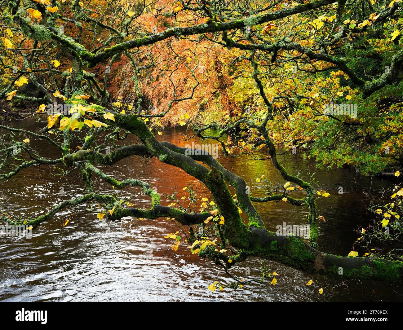 Arbre d'automne au bord de la rivière Nidd de la passerelle à Horseshoe Field dans Knaresborough North Yorkshire Angleterre Banque D'Images