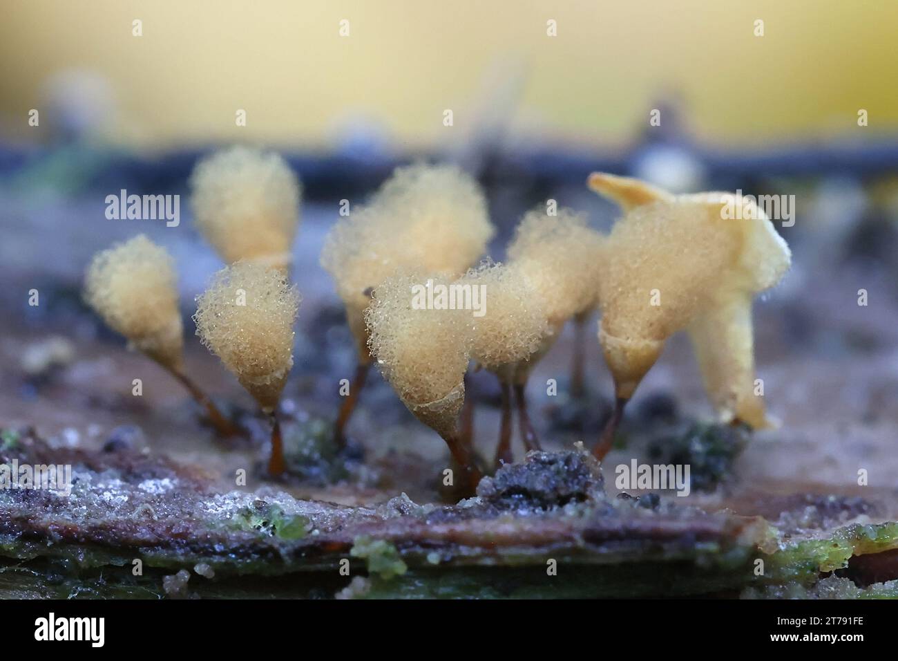 Hemitrichia calyculata, communément connu sous le nom de moule visqueux en épingle à pousser Banque D'Images