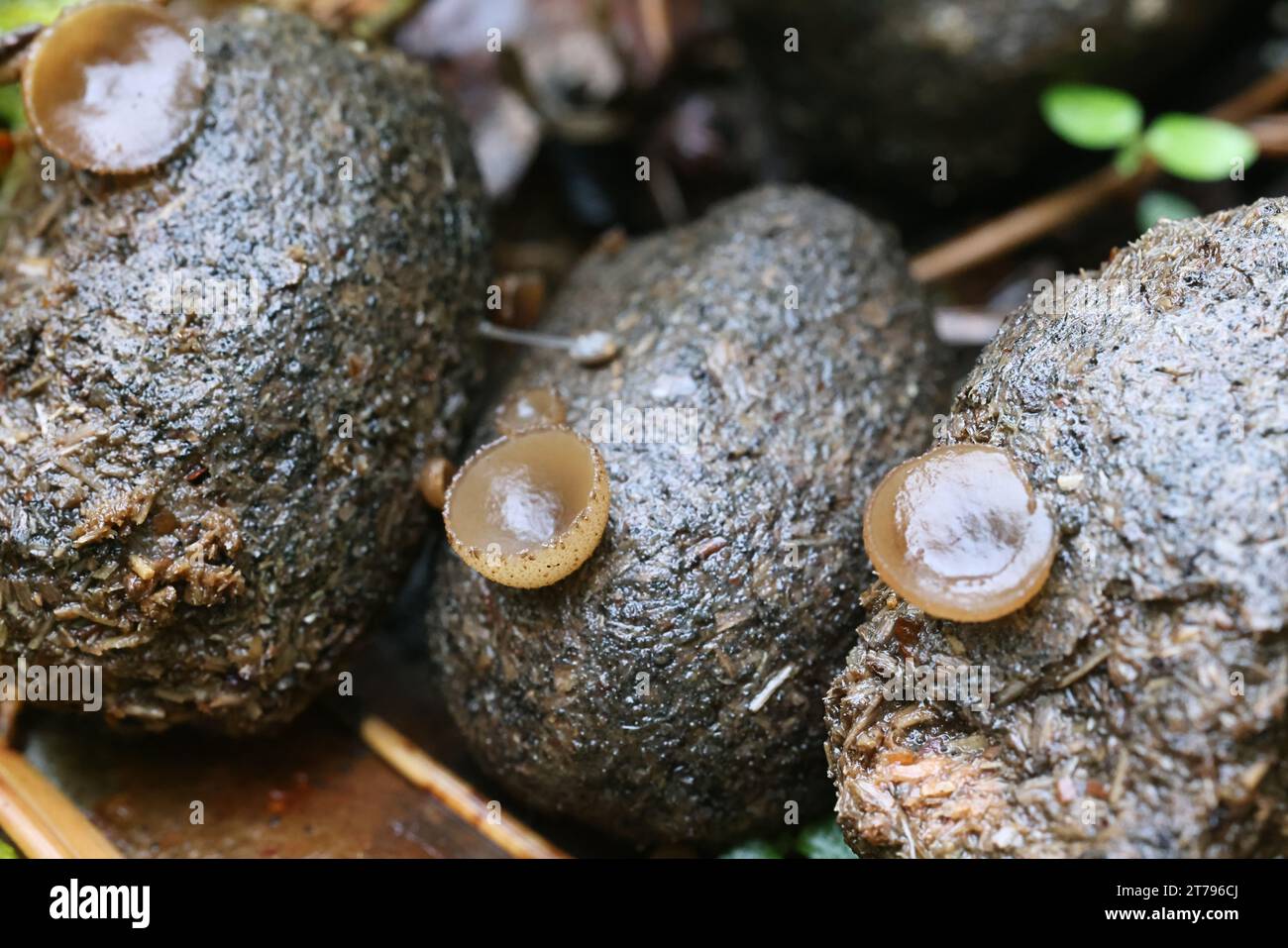 Peziza alcidis, un champignon de coupe qui pousse sur la bouse d'orignal en Finlande, pas de nom anglais commun Banque D'Images