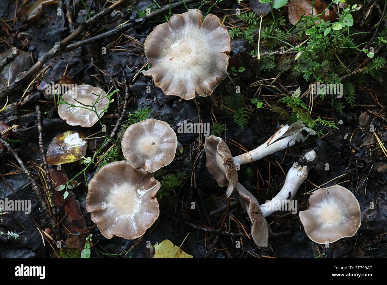 Cortinarius anomalus, communément appelé webcap variable, champignon sauvage de Finlande Banque D'Images