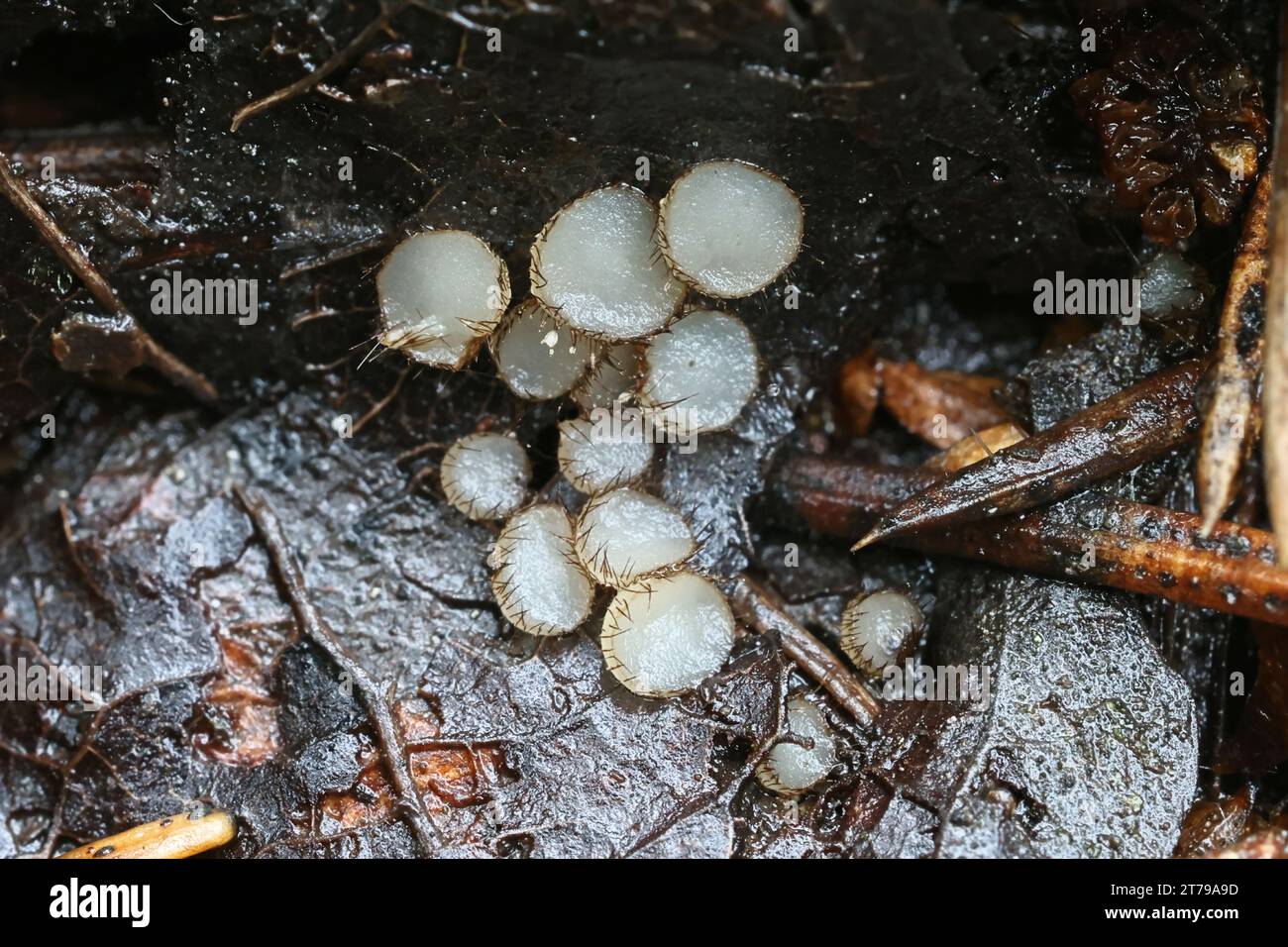 Trichophaeopsis bicuspis, minuscule champignon poilu poussant sur les feuilles de tremble en Finlande, pas de nom anglais commun Banque D'Images