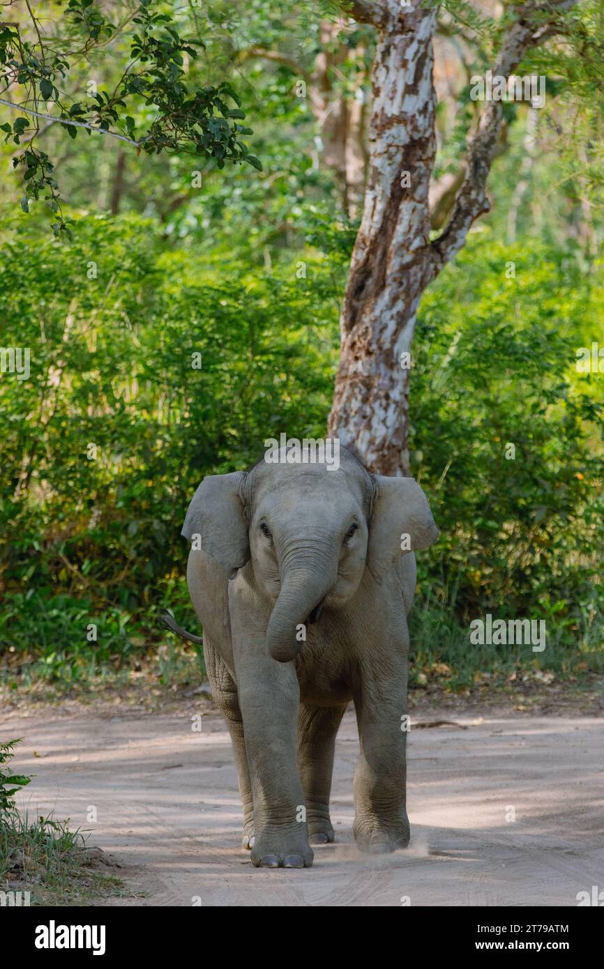 Éléphant d'Asie au parc national Jim Corbett en Inde Banque D'Images