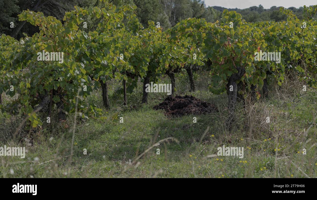 Raisins inutilisables et tiges jetées dans un vignoble parmi les vignes de brousse Banque D'Images