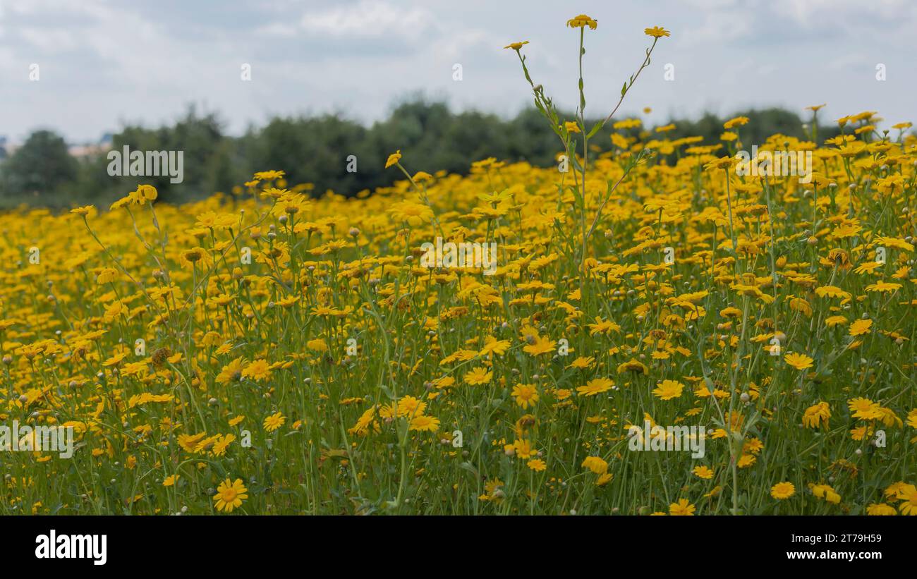 Fleurs jaunes de prairie de Marguerite se ferment dans une prairie de fleurs sauvages Banque D'Images