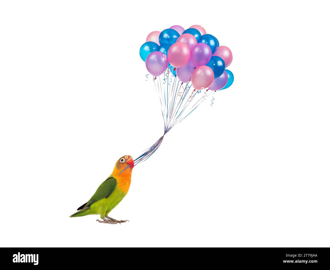 lovebird perroquet tenant des ballons isolés sur fond blanc Banque D'Images