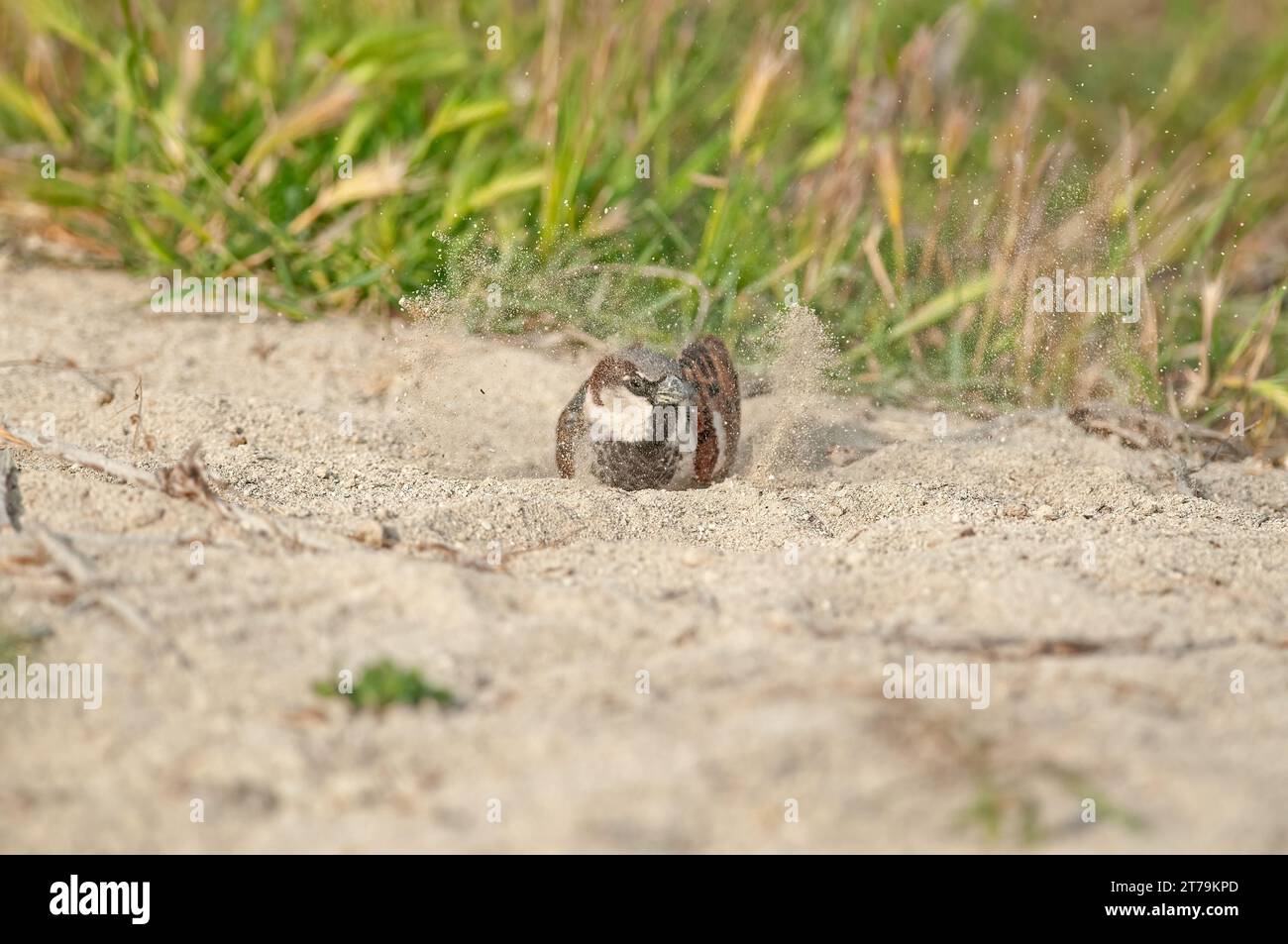 Moineau domestique mâle (passer domesticus) prenant un bain de sable. Banque D'Images