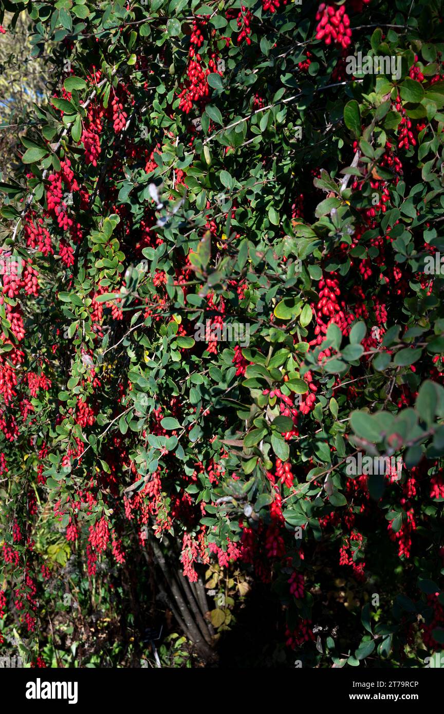 Baies Rouges Autumn Berberis gagnepainii georgeii Banque de photographies et d’images à ...