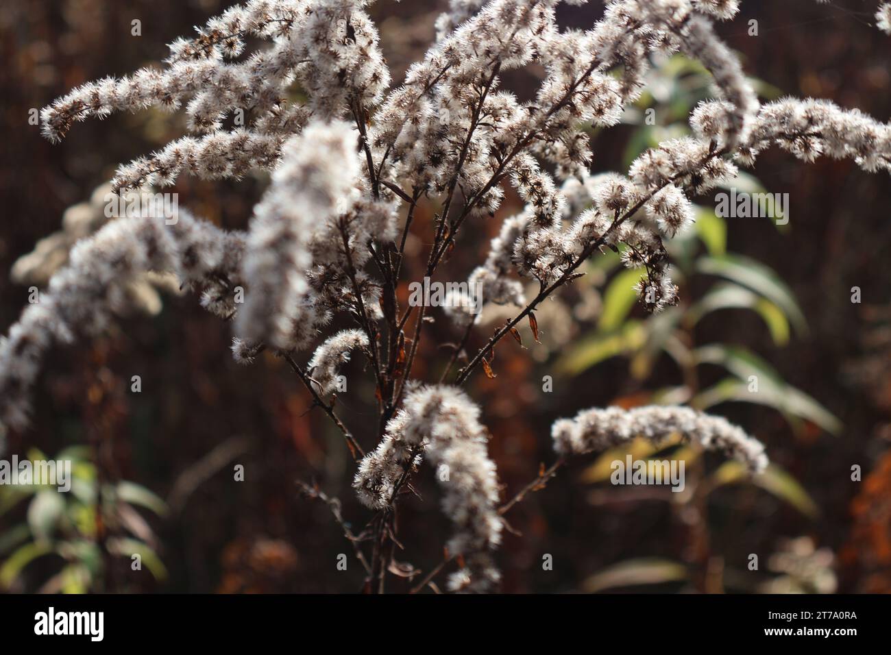 Fleurs sèches dans la forêt d'automne Banque D'Images