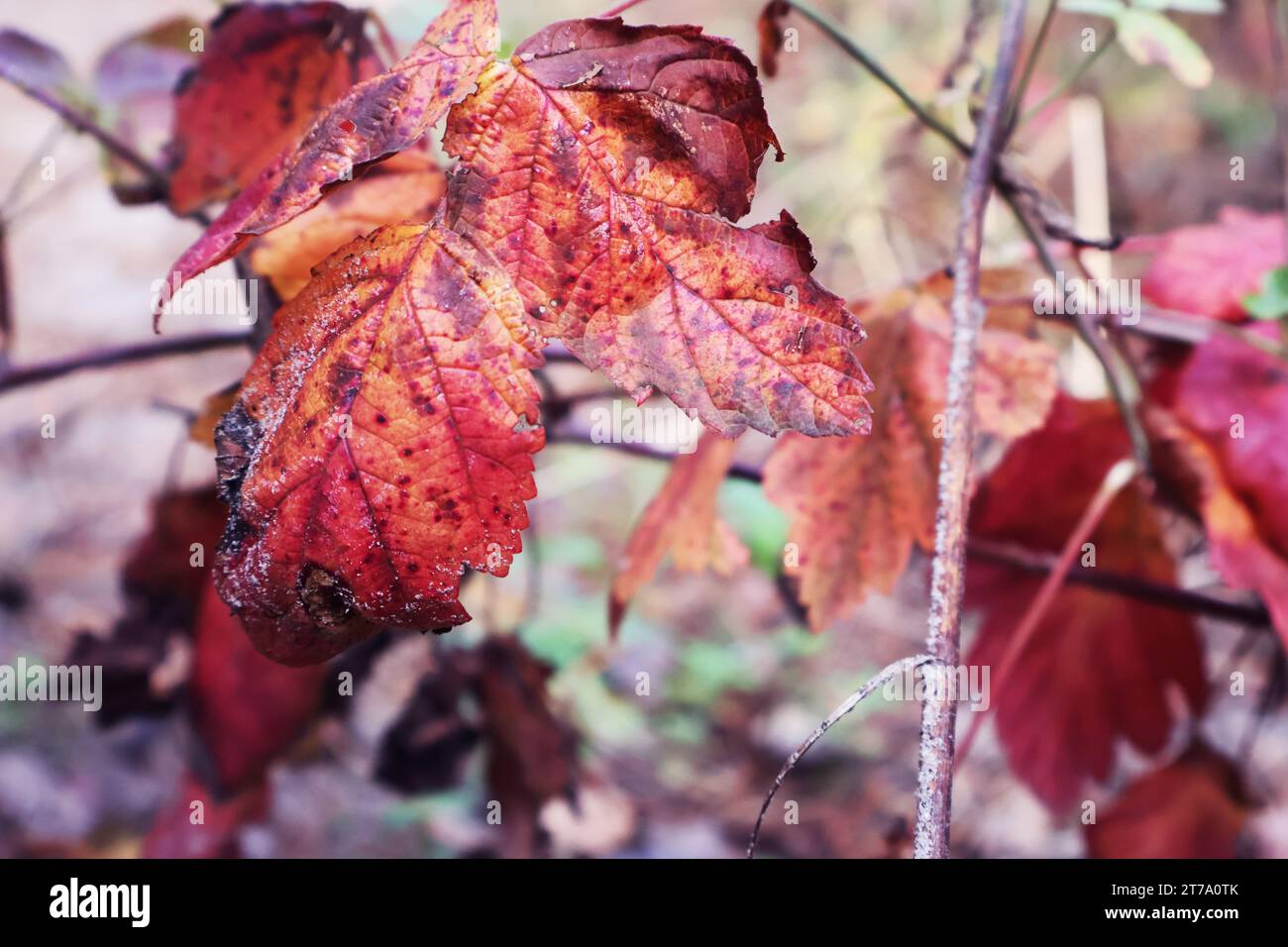 Fleurs sèches dans la forêt d'automne Banque D'Images