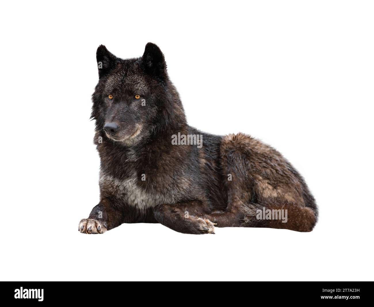 le loup noir canadien repose sur la neige isolé sur fond blanc Banque D'Images