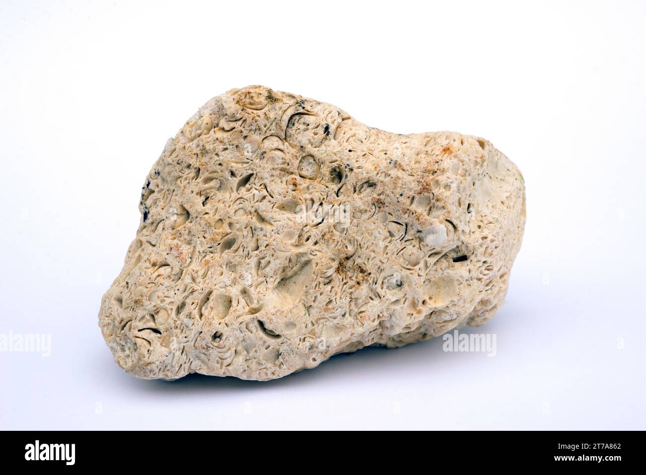 Coquina est une sorte de calcaire fossilifère. Le calcaire est une roche sédimentaire de carbonate. Cet échantillon provient de Cadix, Andalousie, Espagne. Banque D'Images