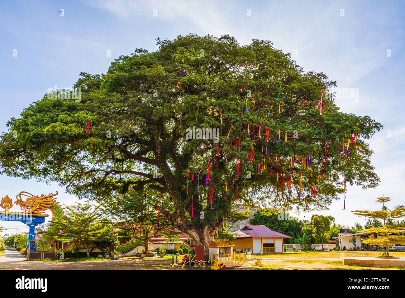 L'arbre souhaitant pour accomplir les prières des visiteurs du temple, ils attachent les rubans colorés sur les branches de l'arbre après leur prière. Banque D'Images