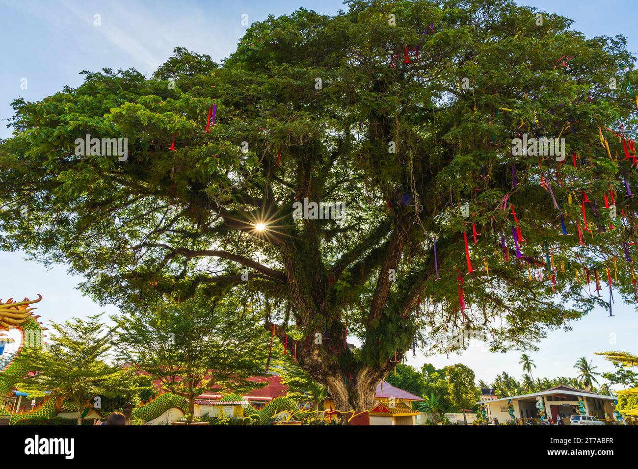 L'arbre souhaitant pour accomplir les prières des visiteurs du temple, ils attachent les rubans colorés sur les branches de l'arbre après leur prière. Banque D'Images