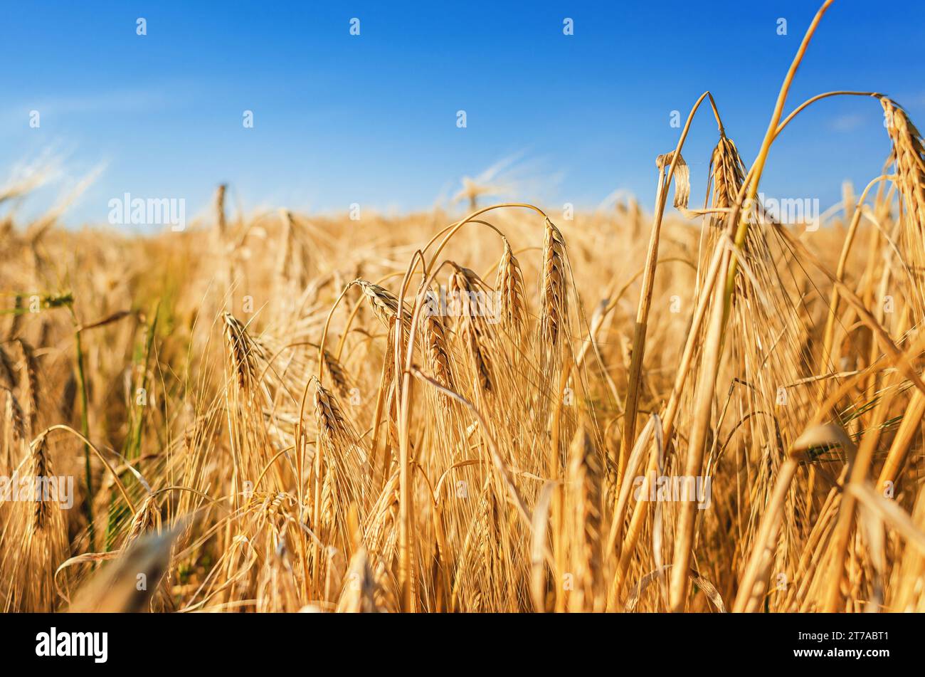 Les épis de blé sont jaunes. Blé mûr dans le champ sous le ciel bleu Banque D'Images
