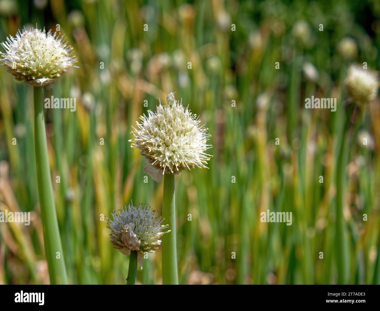 Graines d'oignon sur une plante dans le jardin, en été Banque D'Images