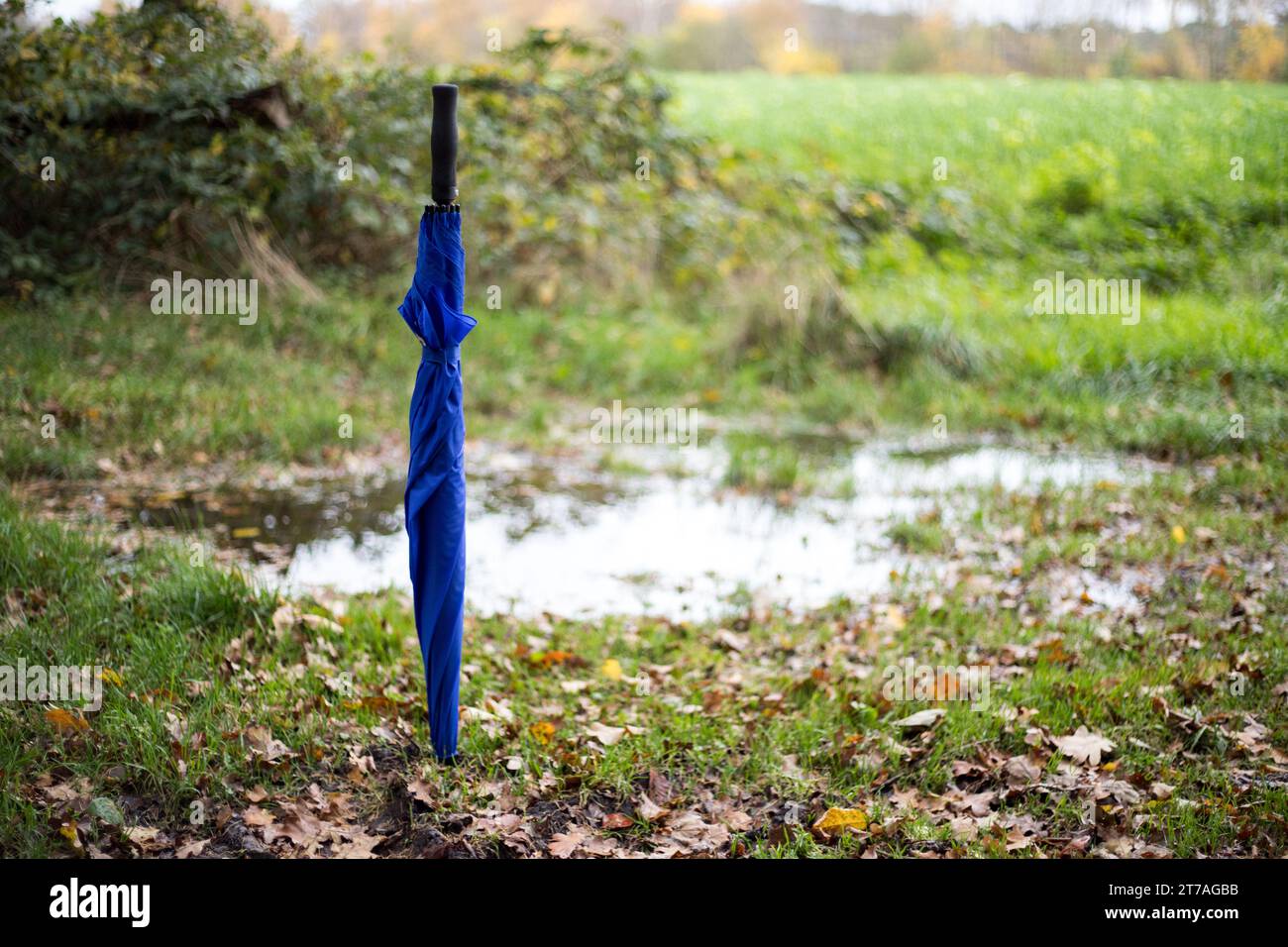 Pfützen mit Herbstplättern auf einem Weg in NRW – nasser Morgen in Deutschland im November Banque D'Images