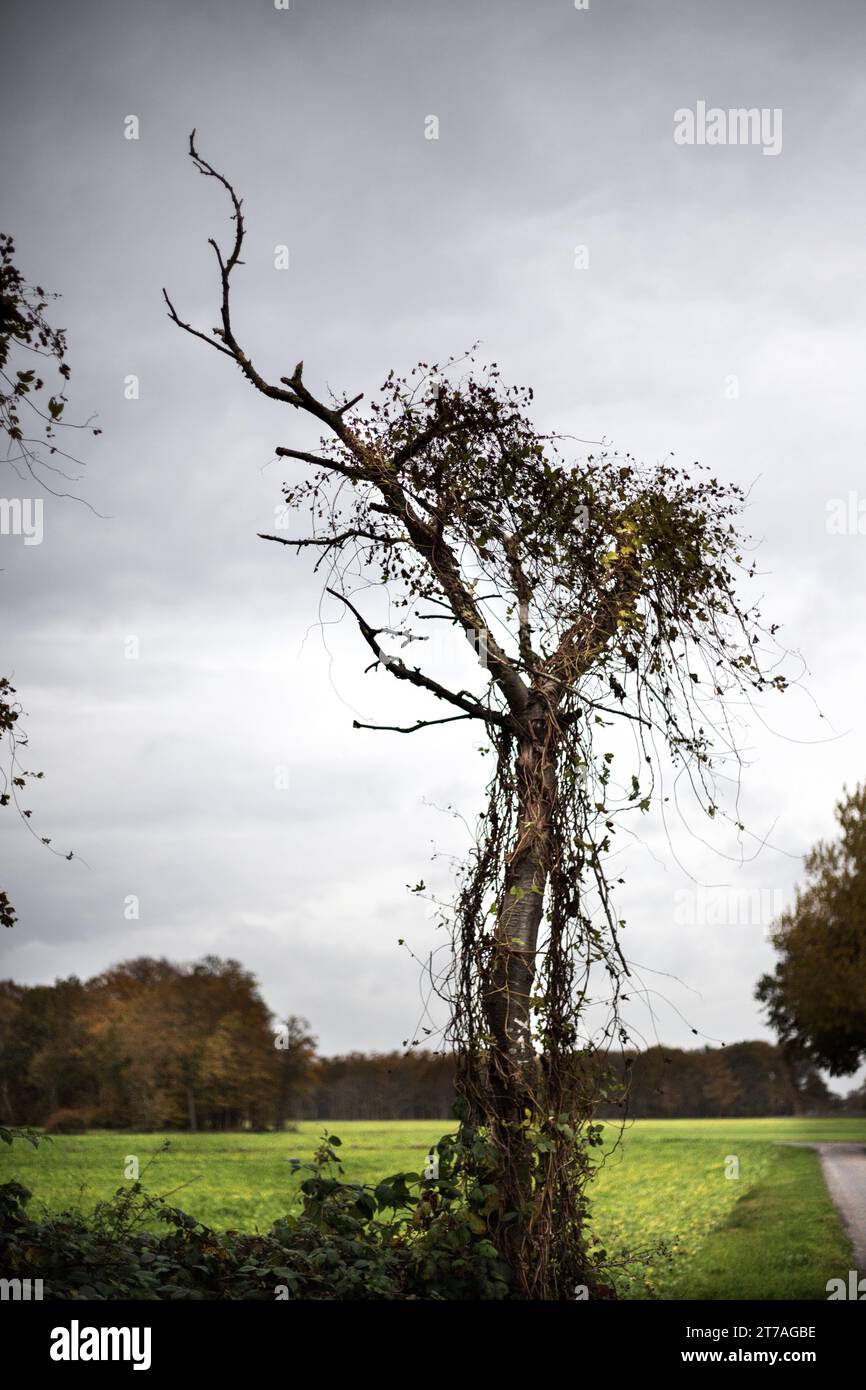 Ein vertrockneter Baum fast ohne Blätter im Herbst Banque D'Images