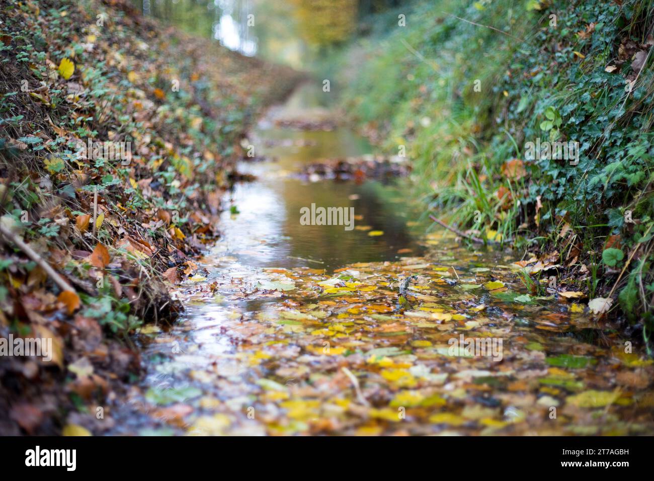 Eine kleine Bach beim Spaziergang durch eine Herbstlandschaft mit Blättern im November Banque D'Images
