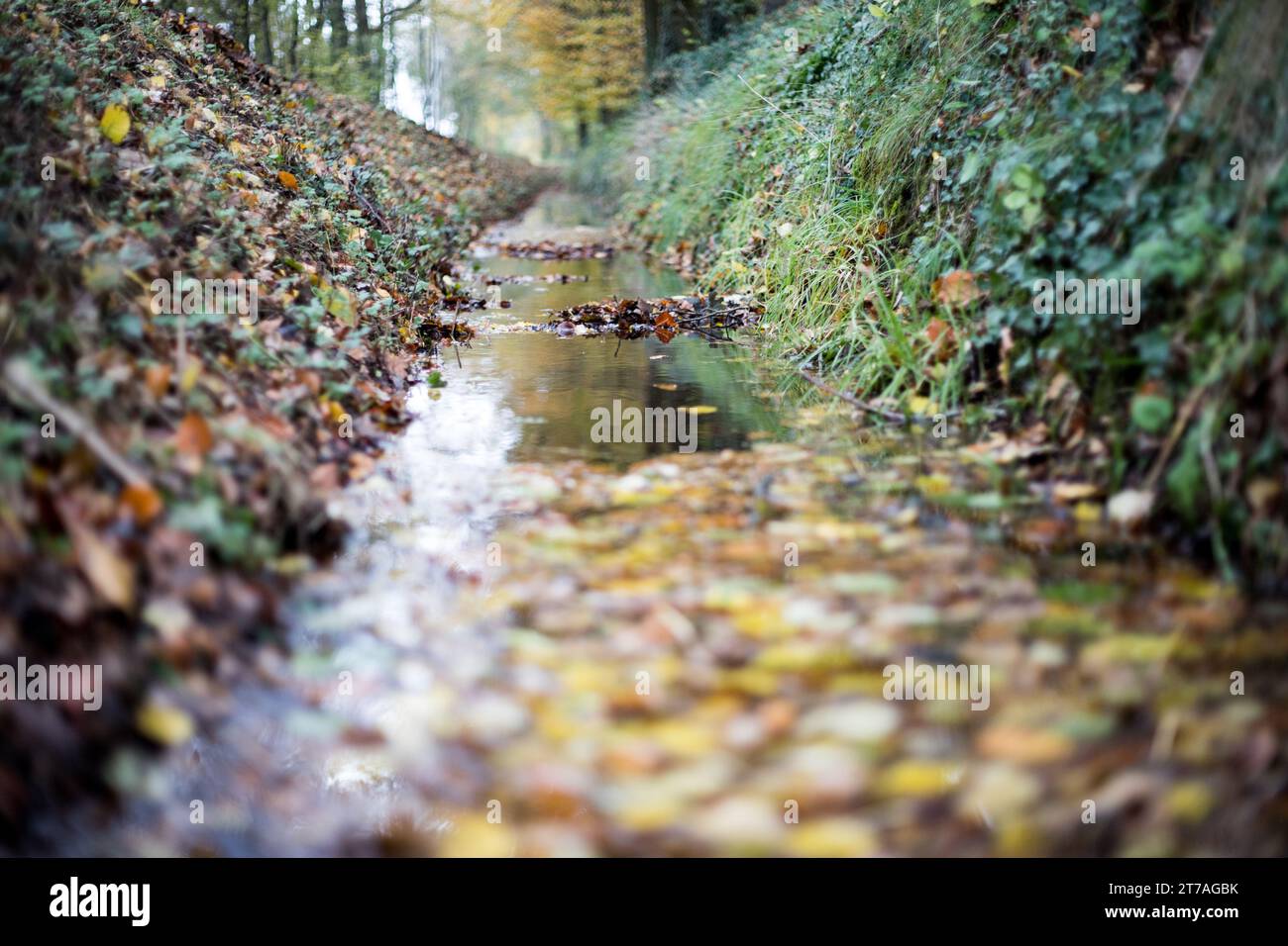 Eine kleine Bach beim Spaziergang durch eine Herbstlandschaft mit Blättern im November Banque D'Images