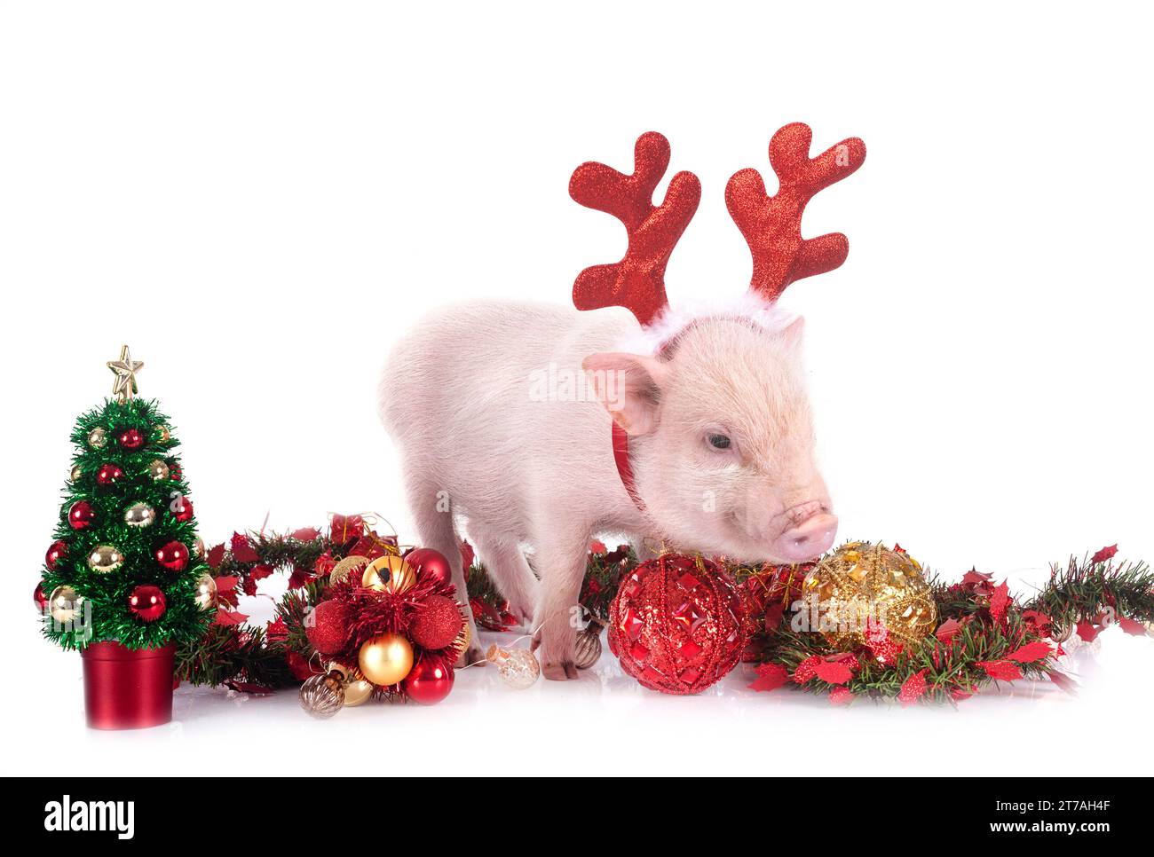 cochon miniature rose devant fond blanc Banque D'Images