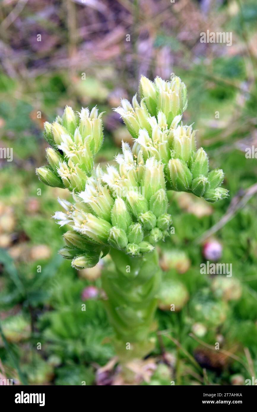 Poule roulante et fleurs de poussins, Sempervivum globiferum ou Jovibarba globifera Banque D'Images