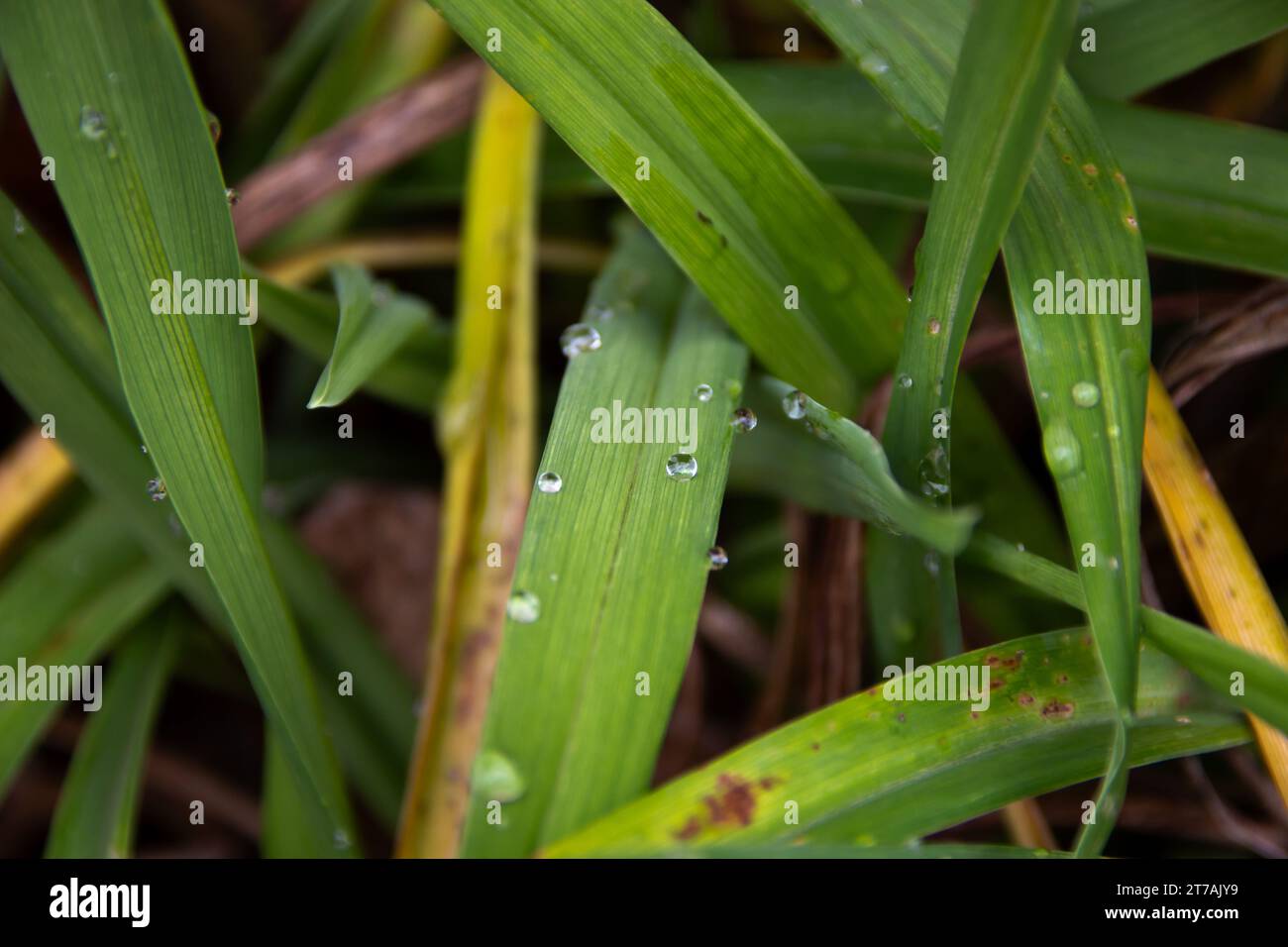 Plantes vertes avec de l'eau et des gouttelettes de pluie. Banque D'Images