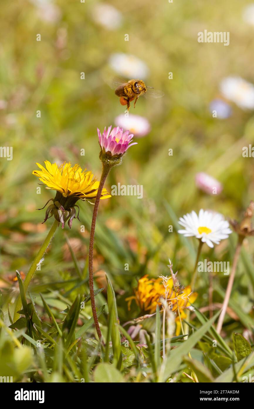 photographie macro verticale d'un champ plein de fleurs avec une abeille volante pleine de pollen. protéger la biodiversité et les pollinisateurs. Copier l'espace. Banque D'Images