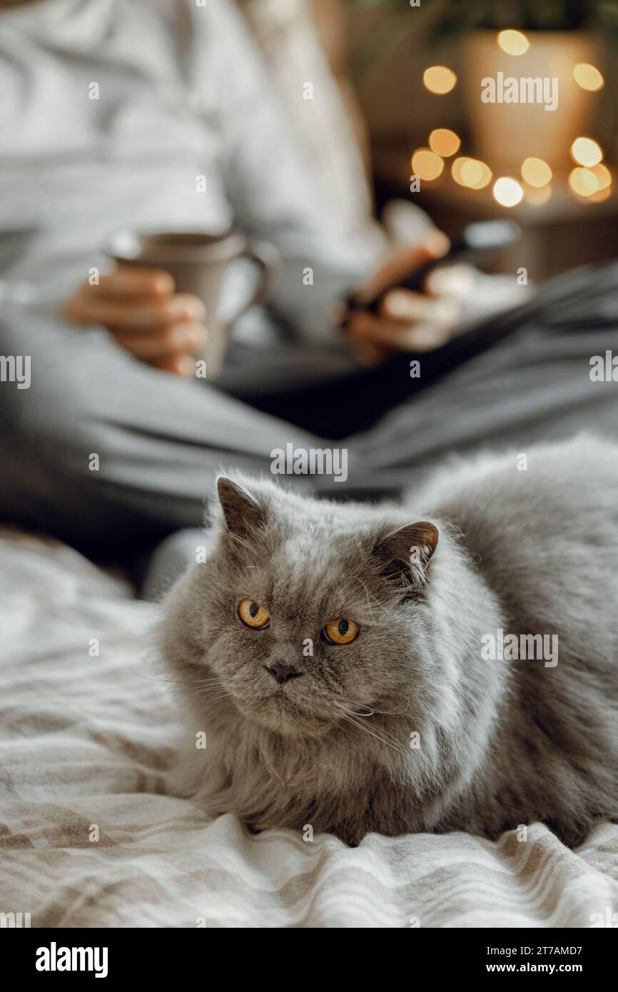 un homme caucasien se détendant à la maison, buvant du café et utilisant un smartphone dans le lit, chat gris Banque D'Images