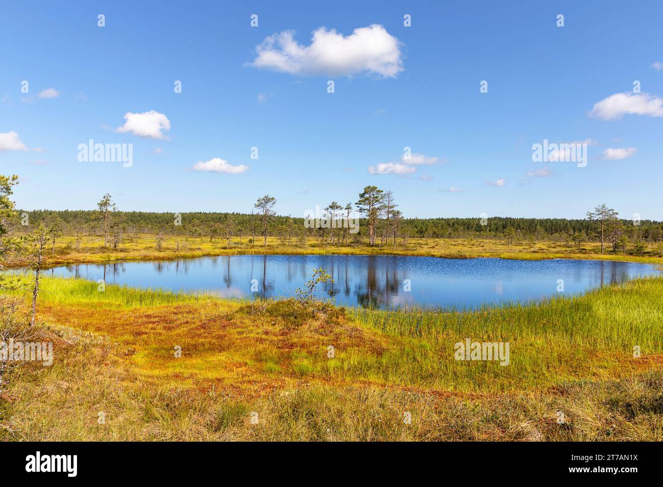 Petit lac, étang avec reflet dans l'eau à Viru Bog sur une belle journée ensoleillée d'été Estonie, Europe Banque D'Images